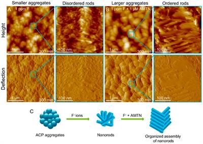 Advanced materials for enamel remineralization